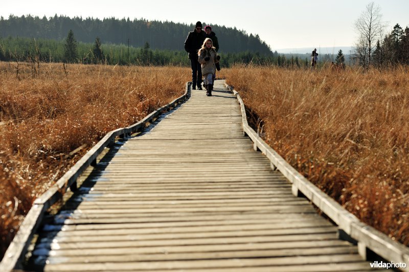 Wandelen in de Hoge Venen