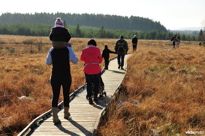 Wandelen in de Hoge Venen