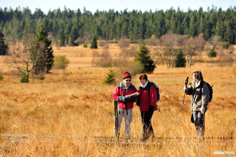 Wandelen in de Hoge Venen