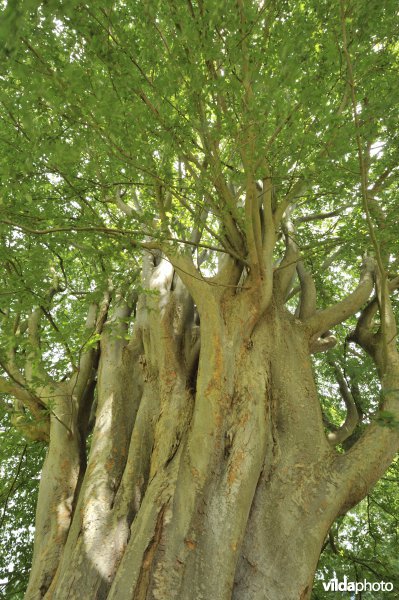 Kaukasische zelkova