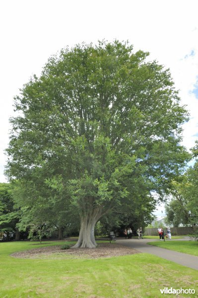 Kaukasische zelkova