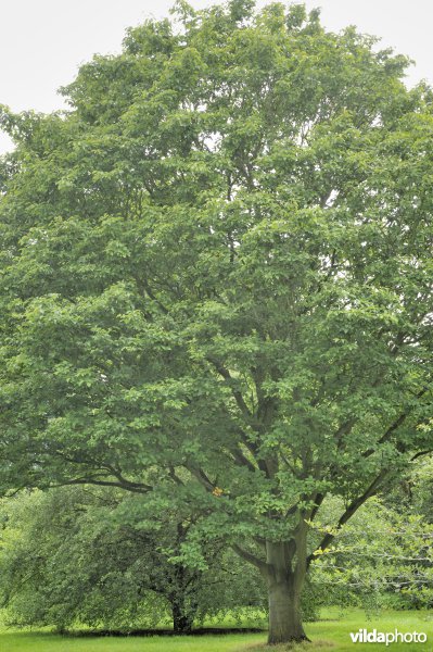 Elsbladige lijsterbes