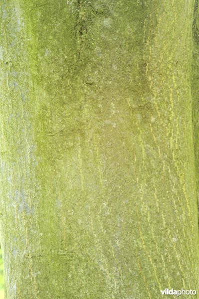 Elsbladige lijsterbes