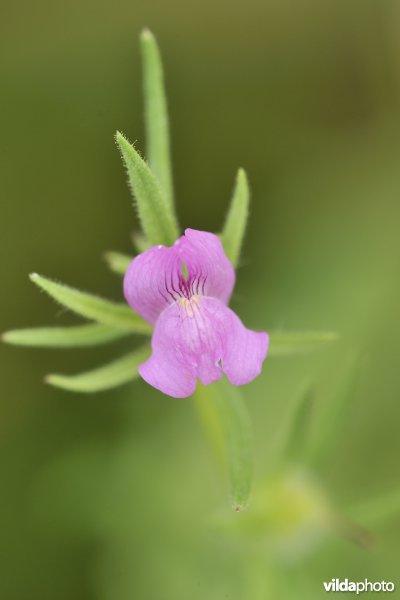 Akkerleeuwenbek