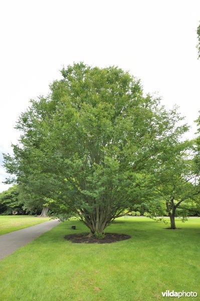 Japanse zelkova