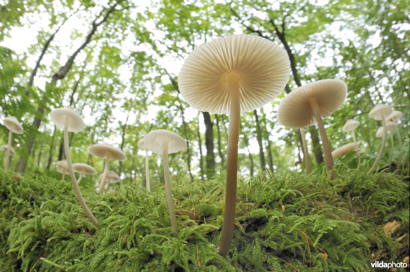 Zwammetjes in het Hallerbos