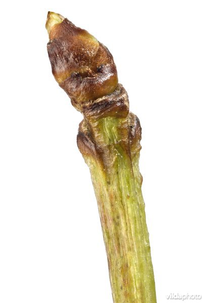 Knop van Amerikaanse vogelkers