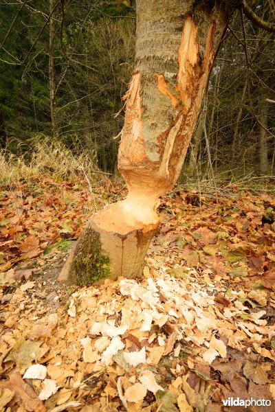 Vallei van de Ourthe