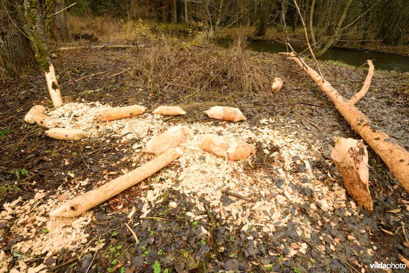 Knaagsporen van Bever