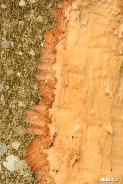 Knaagsporen van Bever