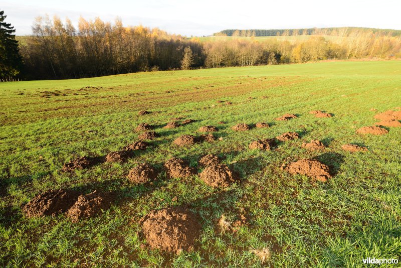 Molshopen in een grasland