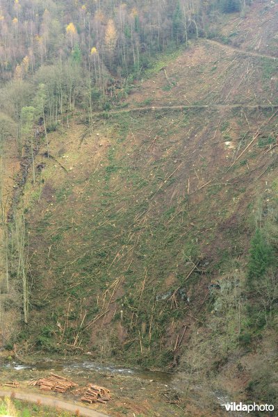 Kapvlakte in de Ardennen