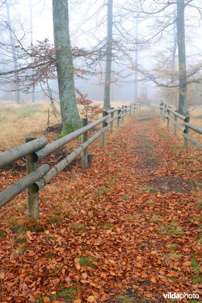 Plateau des Tailles