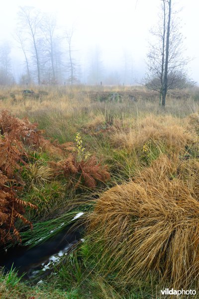 Plateau des Tailles