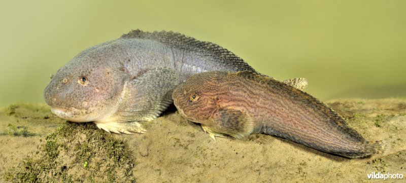 Koppeltje Slakdolfen