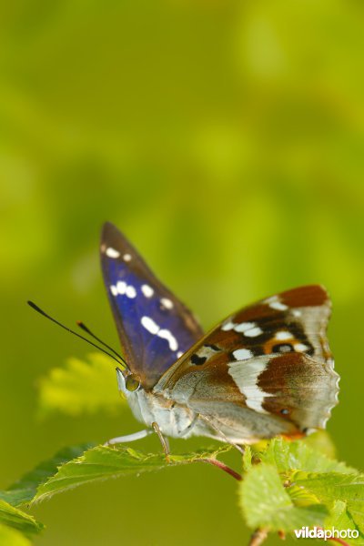 Grote weerschijnvlinder
