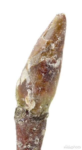 Knop van Ruwe berk