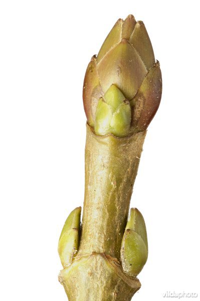 Knop van Noorse esdoorn