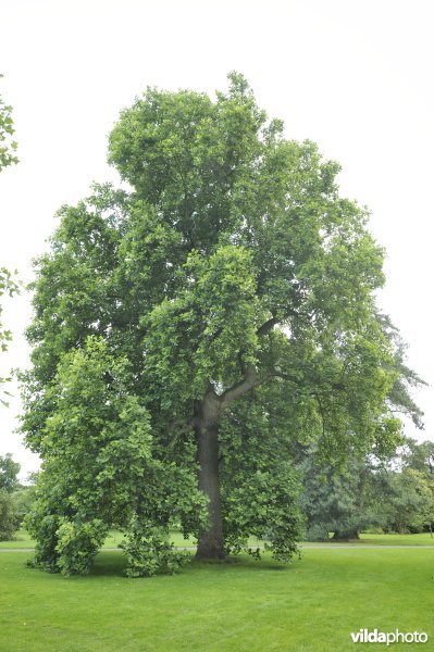 Tulpenboom