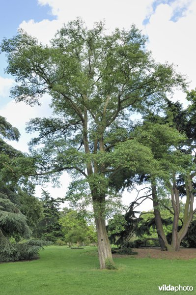 Robinia