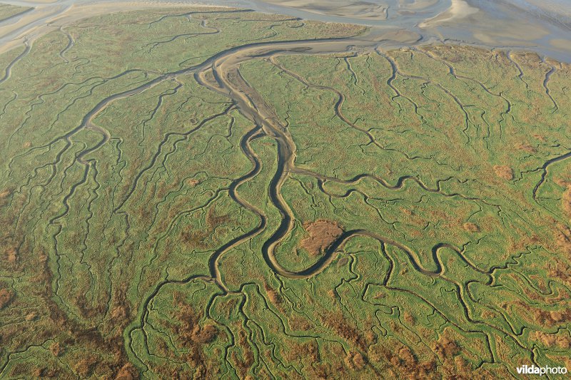 Verdronken land van Saeftinge