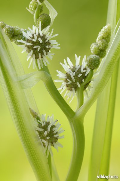 Grote egelskop