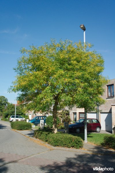 Honingboom