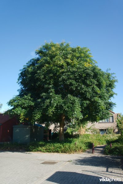 Honingboom