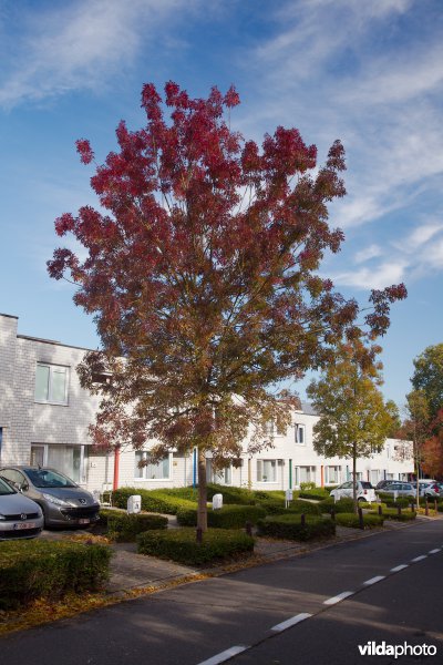Fraxinus angustifolia Raywood