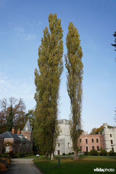 Italiaanse populier