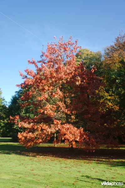 Scharlaken eik