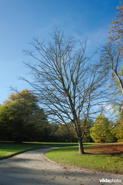 Suikeresdoorn