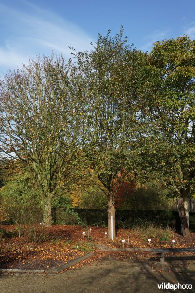 Malus sylvestris mitis