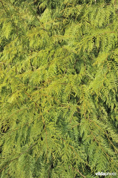 Reuzenlevensboom