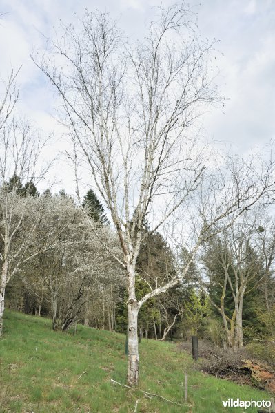Witte Himalayaberk