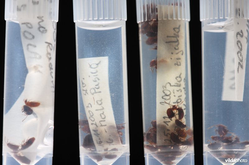 Langnekgrottenkever in collectie