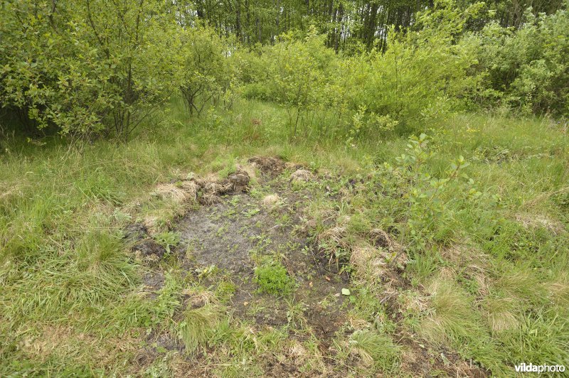 Wroetplekken van Everzwijnen