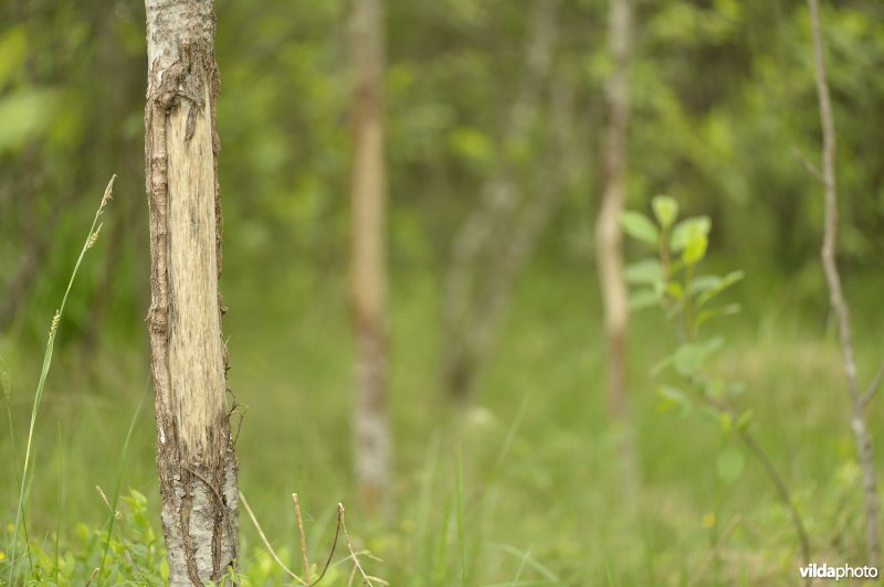 Wildschade door herten