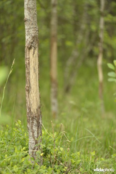 Wildschade door herten