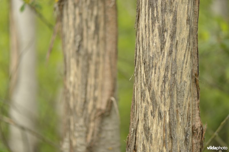 Wildschade door herten