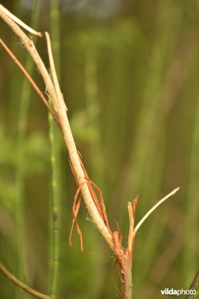 Vraatschade door ree