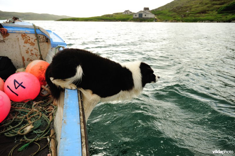 Bordercollie