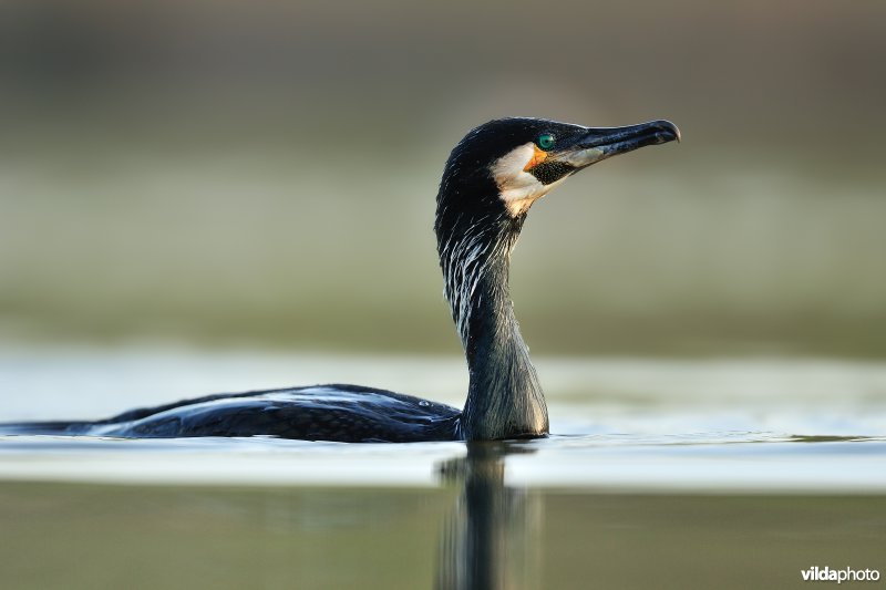 Zwemmende Aalscholver