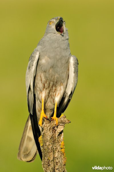 Geeuwende Grauwe Kiekendief