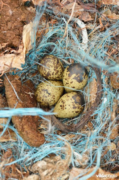 Nestje van Rosse Franjepoot
