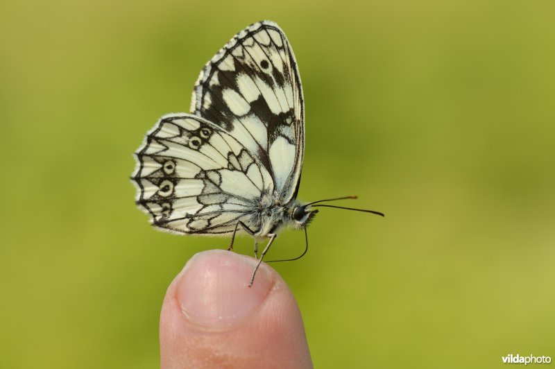 Dambordje op vinger