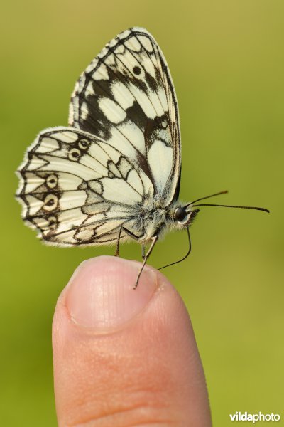 Dambordje op vinger