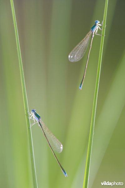 Dwergjuffers