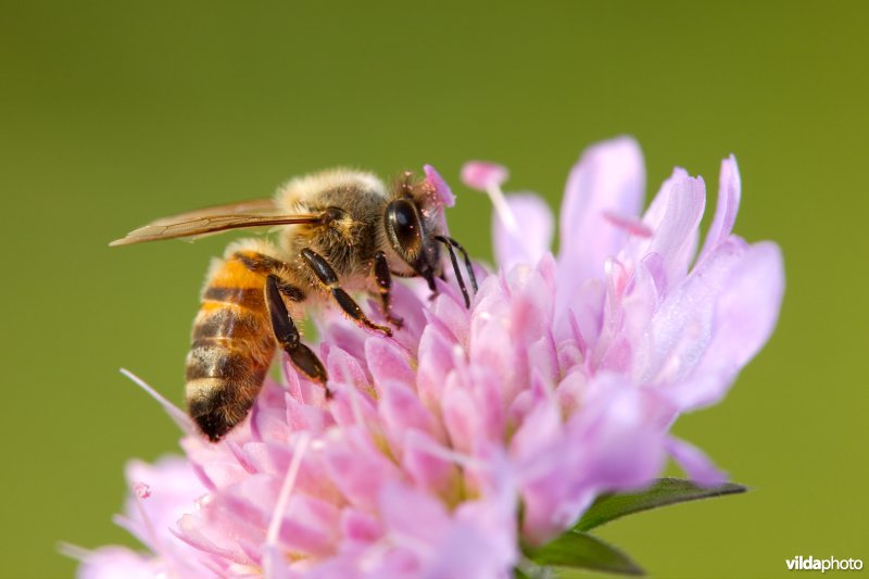Bijtje op Knautia