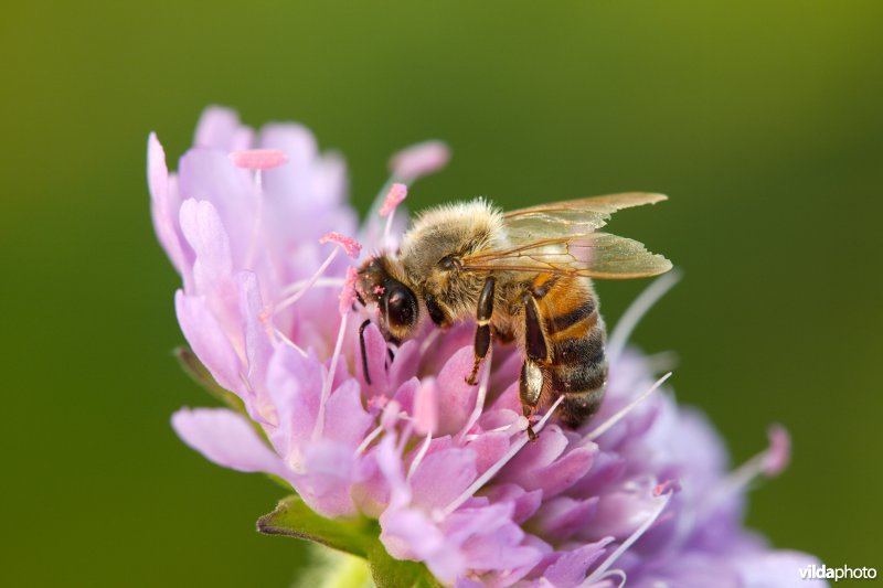 Bijtje op Knautia